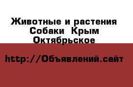 Животные и растения Собаки. Крым,Октябрьское